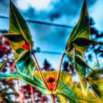 Raphael klein - @smart_4rt - Instagram
