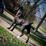 Raphael marshall - @mitten_made_mastiffs - Instagram