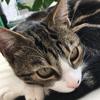 raphael.murraybrowne - @raphael.murraybro - TikTok