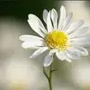 Raphael Nguyen - @raphaelnguyen28 - TikTok