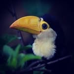 Raphael Paredes - @oraphaparedes - Instagram