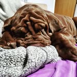 Raquel Barrett - @barretts.neapolitanmastiffs - Instagram