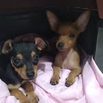 Raquel e Benjamin - @minipituchinhos - Instagram