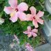 Raquel Buckner - Facebook
