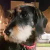star - @raquelgorman - TikTok