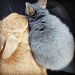 Raquel Guardia Miralles - @guardia.rabbit - Instagram