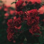 Rasha Soliman - @rashasoliman122 - Instagram