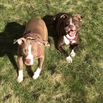 Rashawn Nelson - @rashawn.nelson_dog_walker - Instagram