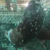 Walker Rashawn - @walker.rashawn - TikTok