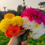 Rasheda Begum - @rasheda379 - Instagram