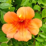 rasheda begum - @rashedakoli - Instagram