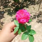 Rasheda Begum - Facebook