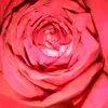 rashedabegum4842 - @rashedabegum4842 - TikTok