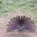Rashedul Khan - Facebook
