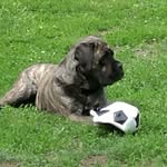 Ratko Popović - @ratko.popovic13 - Instagram