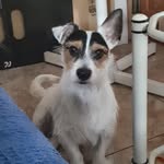 Raúl Font Fernández - @capi_mi_capitan - Instagram