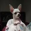 Raul Lebron - @raul.lebron3 - TikTok
