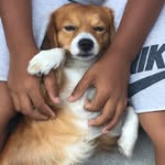 Raulzinho🐶 - @raul_romanoo - Instagram