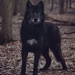Raul Rosado Galindo - @foxy_the_dark_wolf - Instagram