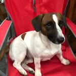 Jack Russell Raul - @jackrussell_dograul - Instagram
