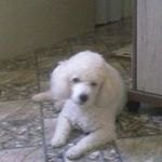 Raul Serpa Maciel Ronaldo - @raulserpamaciel - Instagram