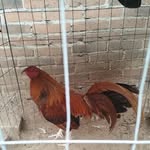 Raul Solache - @solache_raul - Instagram
