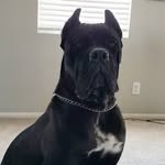 Raven Allen_canecorso - @ravenallen894 - Instagram