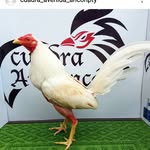 cuadra avenida ancon🐔 - @cuadra_avenida_anconpty - Instagram