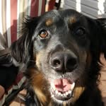 Raven - @raven_the_best_dog - Instagram