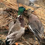 Bruce Raven - Facebook