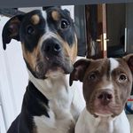 raven and bruce. teen titans pup edition - @bullies.justice - Instagram