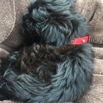 Raven Bruce-jones - @raven_the_dog306 - Instagram