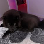 Raven Celeste the Chow - @ravenchowchow - Instagram