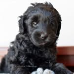 @ravencobberdog - Instagram