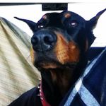 Silas,Zarah,Raven&HawkCobb - @cobbpups - Instagram
