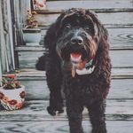 Raven + Cooper - @raven_and_cooper - Instagram