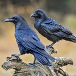 ファッションコーデ アパレルショップ  yukito - @raven_crow.yuma - Instagram