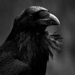 Kaldr Aegir - @raven_crow_photography - Instagram