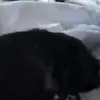 Raven Crow - @raven.crow54 - TikTok