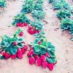 _o_ - @raven_of_fortune - Instagram