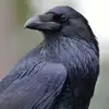 RavenHawk - @ravenhawk111 - TikTok