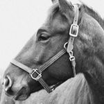 Raven Hill Performance Horses - @ravenhill_oregon - Instagram