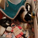 Cupcake, Cookie, Bridgette🌈, Snowflake, Raven and Jasper - @piggies_doggies - Instagram
