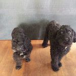 Jasper and Raven - @jasper_and_raven - Instagram