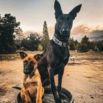 ℝ𝕒𝕧𝕖𝕟 & 𝕁𝕒𝕤𝕡𝕖𝕣 🇺🇸 - @wyldk9s - Instagram