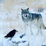 Michael-Ann DeWees - @ravenwolfesthetics - Instagram