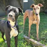 Raven and Canary Wolfe - @just_a_couple_of_hound_dogs - Instagram