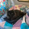 Raven_Wolfe - @ravens.wolfe - TikTok