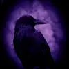 Ravenwolfe Tarot - @ravenwolfeclinic2 - TikTok