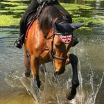 Ravenwood Stables - @ravenwood.stables - Instagram